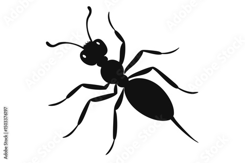 black ant isolated on white background