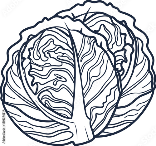 illustration of fresh cabbage, detailed vegetables drawing, healthy leafy greens design