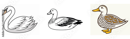 Illustrated swan duck and mallard collection vector art flat design minimalist style aquatic birds wildlife