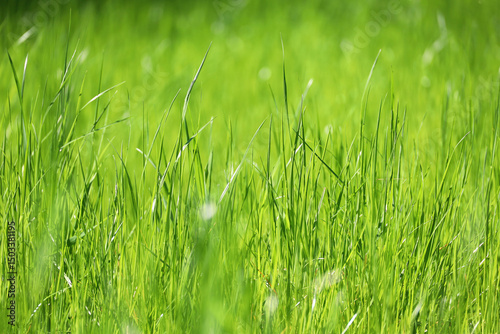 Fototapeta Naklejka Na Ścianę i Meble -  Light green grass in sunlight, blurred background. Fresh spring or summer nature, sunny meadow