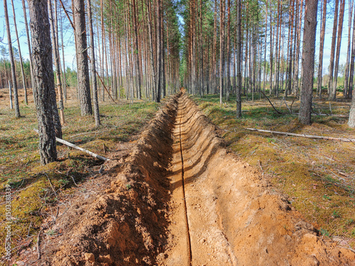 Quadro em tela A firebreak plowed through a pine forest.