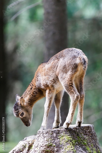 Ovis aries musimon aka The European mouflon funny baby on the trunk in the forest. Nature of Czech republic.