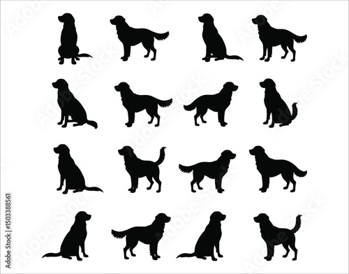 Golden Retriever Dog Standing Sitting Walking