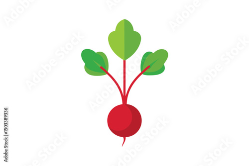 Single Beetroot Plant with Red Stems