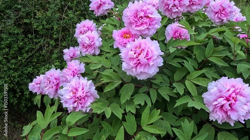 Blooming bush Hybrid tree peony Paeonia sp. with pink multi-petaled double flowers in the garden, Ukraine