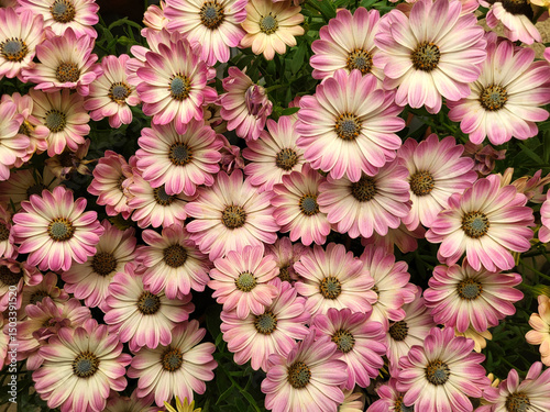 Fototapeta Naklejka Na Ścianę i Meble -  Elegant and modern light pink osteospermum, flowers for decoration and florist design and background