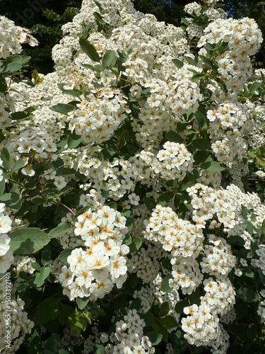 White Spiraea Flowers in Full Bloom – Dense Floral Shrub with Green Leaves in Spring Garden
