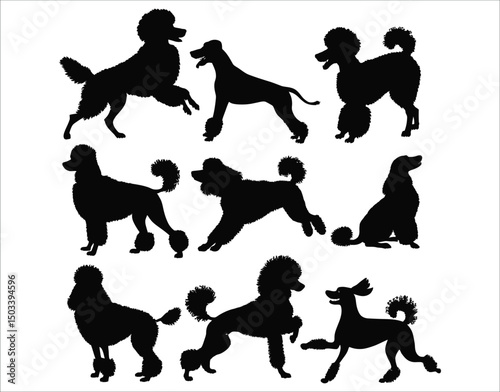 Vector Set of Elegant Poodle Dog Shapes – Silhouettes on White
