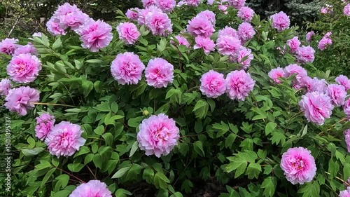 Blooming bush Hybrid tree peony Paeonia sp. with pink multi-petaled double flowers in the garden, Ukraine