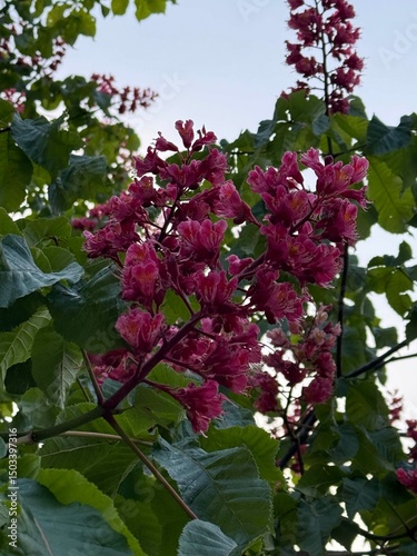 Red Horse Chestnut Blossoms – Close-Up of Vibrant Pink Flowers with Yellow Centers in Spring Foliage