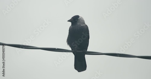 Jackdaw black crow bird perched on wire flying away slow motion