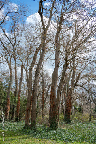 A serene forest scene featuring tall trees under a blue, cloudy sky.