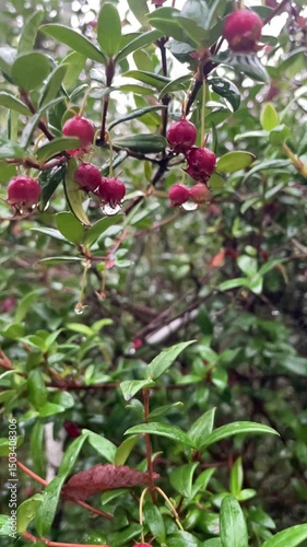 Mutilla en una tarde de lluvia