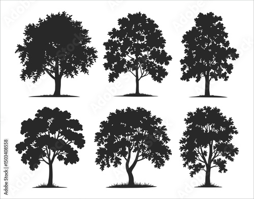 Isolated Birch Tree Trunk Silhouette