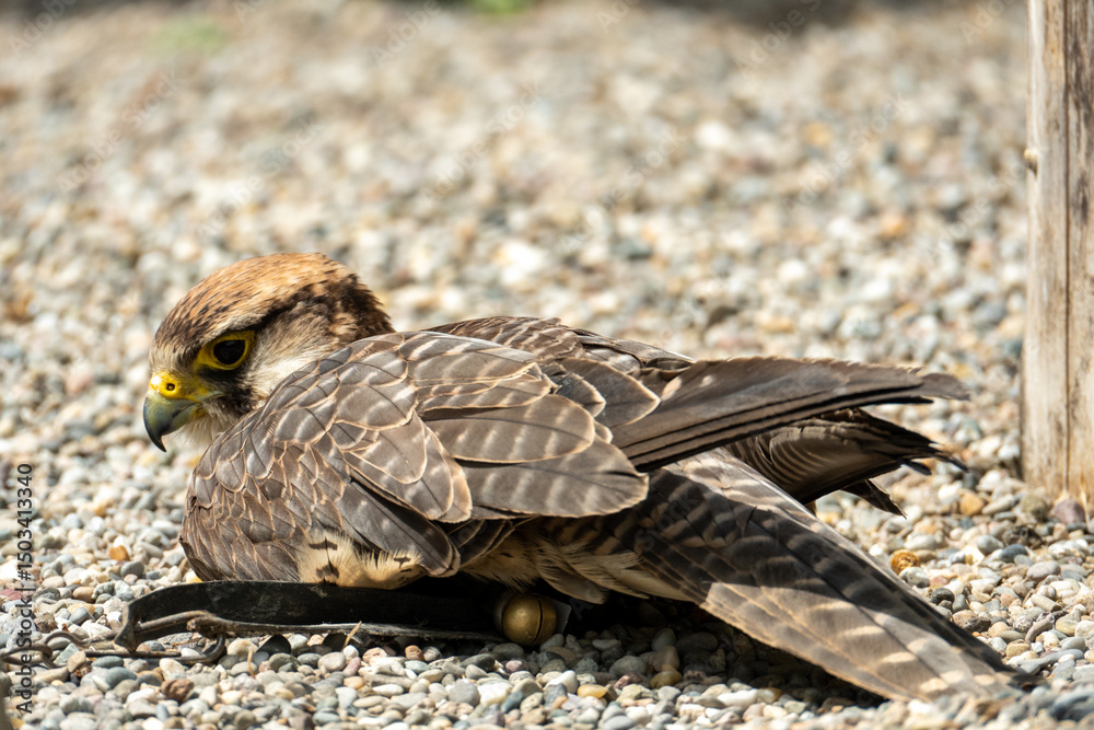 Fototapeta premium the falcon lies in the stones in the sun