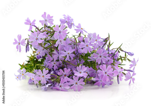 Tableau sur toile Flowers of creeping phlox.