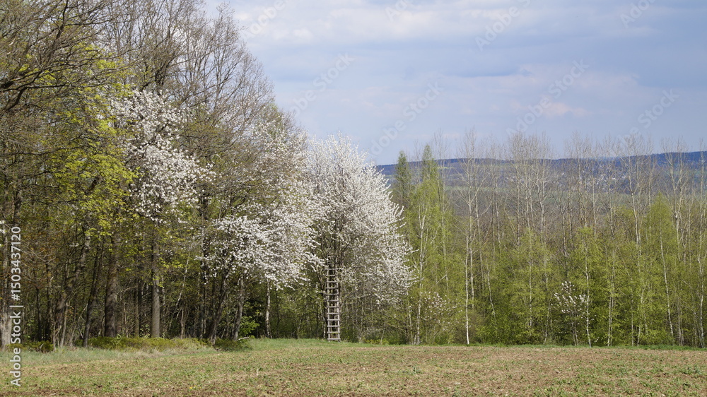 Obraz premium Kirschblüte