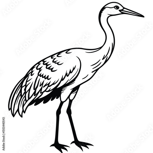 Sandhill Crane vector illustration white background