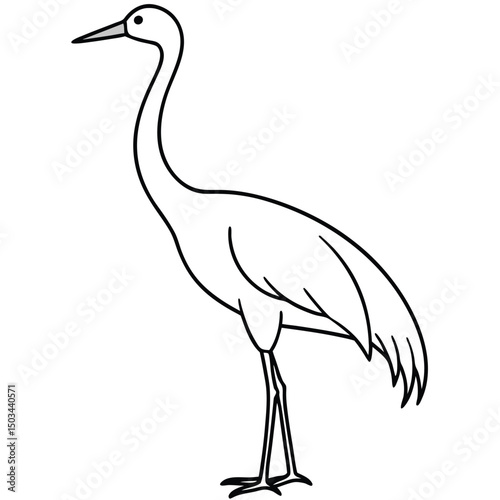 Sandhill Crane vector illustration white background