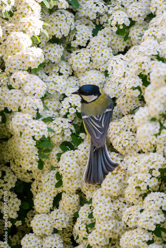 Great Tit (Parus major) perched on blooming Spiraea vanhouttei shrub in the wild