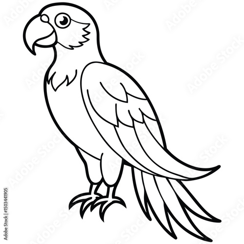 Scarlet Macaw vector illustration white background
