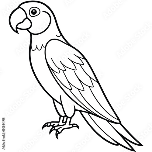 Scarlet Macaw vector illustration white background