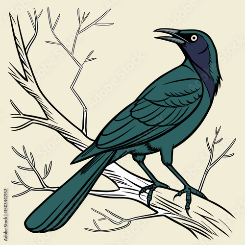 Vibrant vector illustration of a Great-tailed Grackle, showcasing its iridescent plumage and distinctive long tail—ideal for nature-themed digital projects
