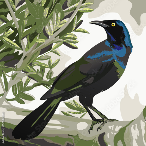 Vibrant vector illustration of a Great-tailed Grackle, showcasing its iridescent plumage and distinctive long tail—ideal for nature-themed digital projects