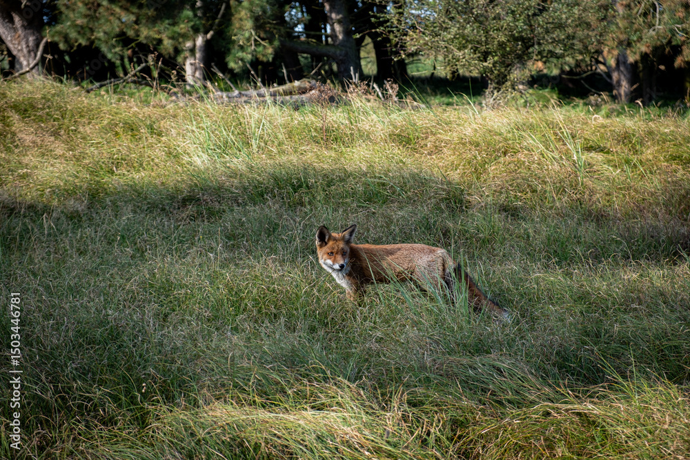 Obraz premium A red fox (Vulpes vulpes) stands gracefully in a forest clearing, its fiery orange fur glowing in the soft sunlight. With keen eyes and an alert stance, it embodies both cunning and beauty in the
