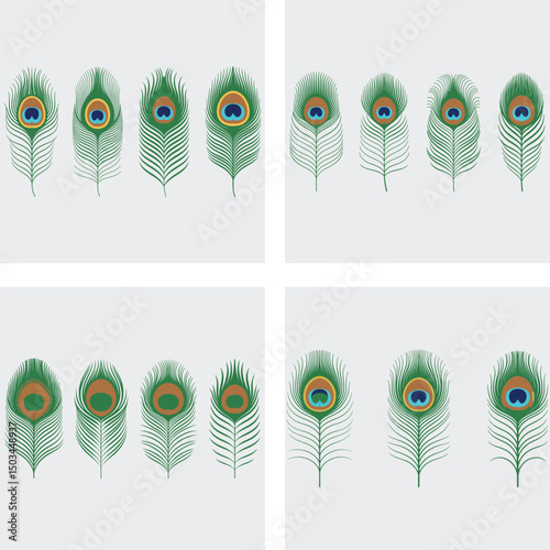 vector set of peacock feathers