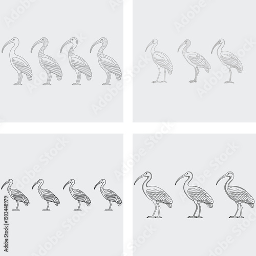 set of vector bump birds, aigrette art