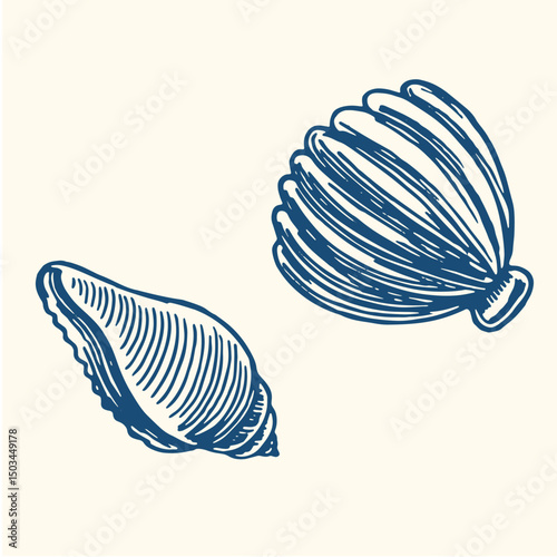 Set of hand drawn seashells drawing ink. Minimalist line art. Summer vacation design elements for trendy prints, label, menu cover. Tropical beach shells. Vector flat illustration.