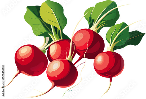 bunch of red radish, A bunch of radishes with red skins on a white background