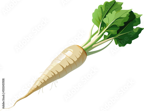 Parsnip root, A single parsnip with a tapered root on a white background