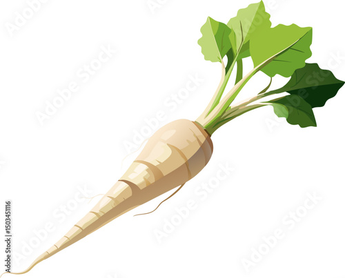 Parsnip root, A single parsnip with a tapered root on a white background