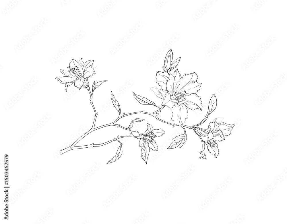 Fototapeta premium Delicate floral branch with outlined lilies and leaves botanical illustration