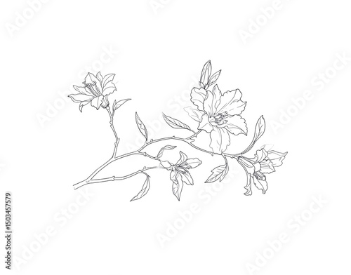 Delicate floral branch with outlined lilies and leaves botanical illustration photo
