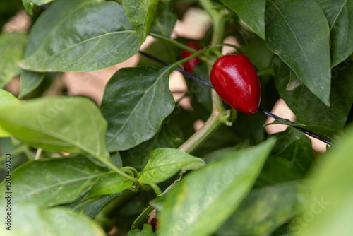 A Small Plant with Red and Green Peppers..