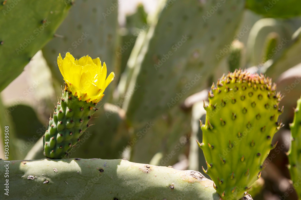 Flowering prickly pear cactus. Flowering prickly pear cactus.