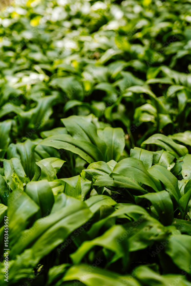 green leaves background green leaves background