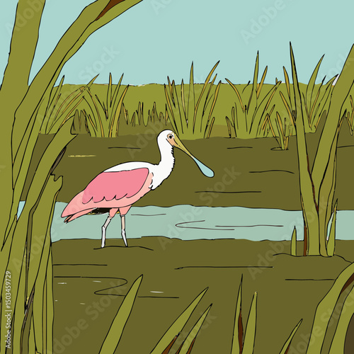 Elegant vector illustration of a roseate spoonbill, showcasing its vibrant pink plumage and distinctive spoon-shaped bill in a graceful pose.