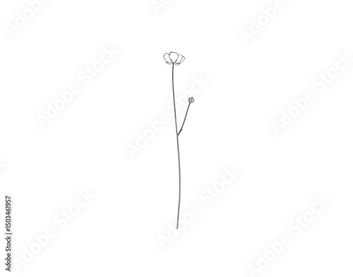 Delicate Line Art Single Stemmed Flower with Bud Minimalist Botanical Illustration (1) photo