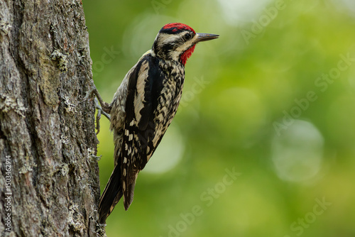 Sapsucker posing