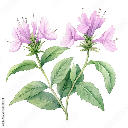Pink flowers botanical illustration.