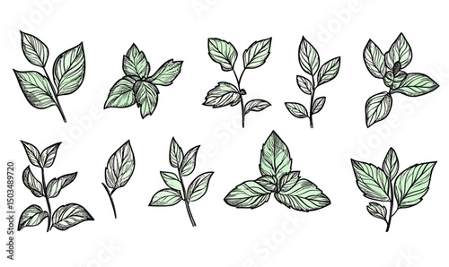 Hand Drawn Mint Leaves and Branches Vector Set with Light Green Shading Herbal Botanical Illustrations for Fresh Natural Plant Design Elements