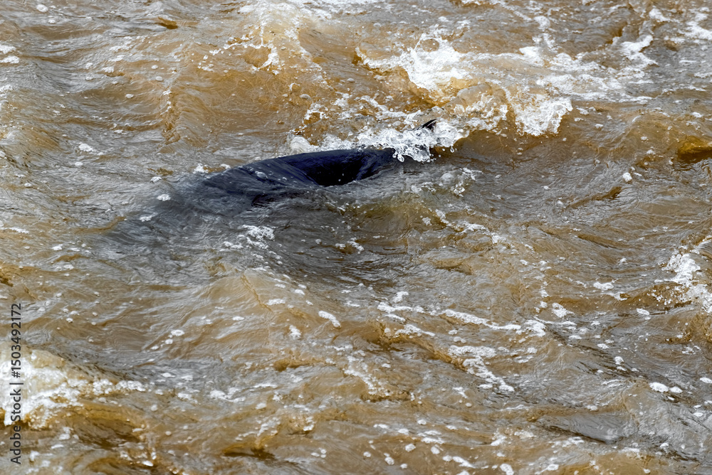 Fototapeta premium Lake Sturgeon spawning at the Fox River Dam and rapids at De Pere, Wisconsin, in spring.