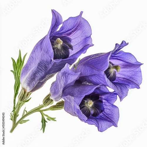 aconitum napellus monkshood wolfsbane plant purple hooded flowers isolated on white transparent background