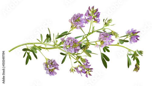 Foto Beautiful twig of purple flowers and green leaves of lucerne (Medicago) isolated