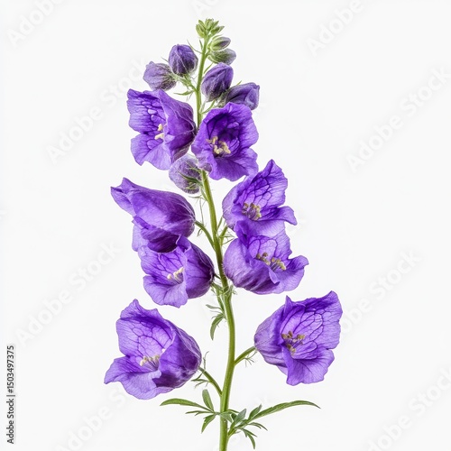 aconitum napellus monkshood wolfsbane plant purple hooded flowers isolated on white transparent background
