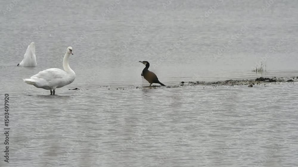 Oiseaux sur un plan d'eau en Bretagne